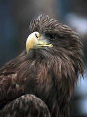 White-talled sea Eagle-portrait