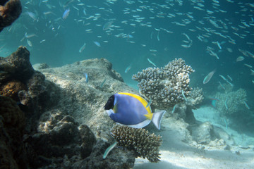 Naklejka na ściany i meble Rafa koralowa z ryby tropikalne