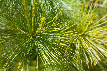 Decorative pine