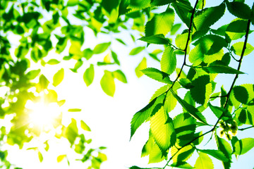 Green leaves with sun ray