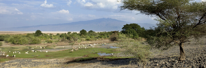 Fototapeta na wymiar Krajobraz z afrykańskiej przyrody w Tanzanii