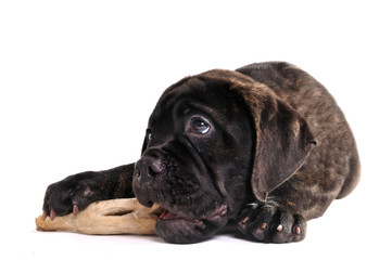 Puppy eating bone