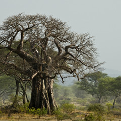 Baobabboom in landschap, Tanzania, Afrika