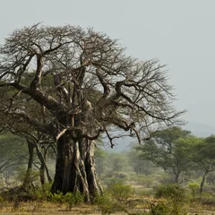 Fotobehang Baobab Baobabboom in landschap, Tanzania, Afrika