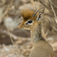 Close-up of a dik dik, Tanzania, Africa