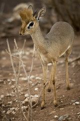 Dik dik standing, Tanzania, Africa