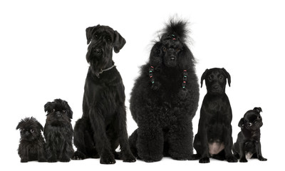 Group of dogs, Poodle, pug, griffon Bruxellois and a mixed breed