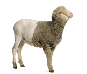 Naklejka premium Partially shaved Merino lamb, 4 months old