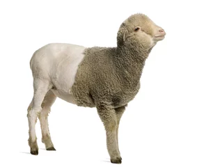 Papier Peint photo autocollant Moutons Partially shaved Merino lamb, 4 months old