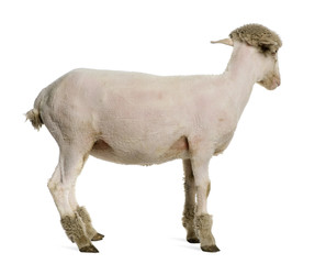 Fototapeta premium Partially shaved Merino lamb, 4 months old