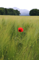 red poppy on the field of wheat