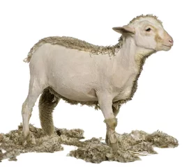 Photo sur Aluminium Moutons Partially shaved Merino lamb, 4 months old, in front of white ba