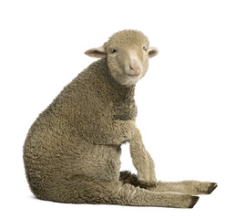 Merino lamb, 4 months old, sitting in front of white background