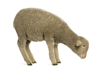 Fototapeta premium Merino lamb, 4 months old, standing in front of white background
