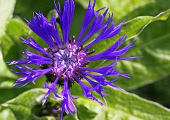 Kornblume im Garten, blau