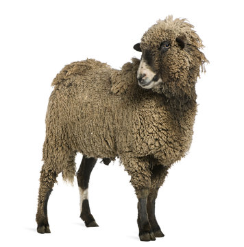 Crossbreed sheep standing in front of white background