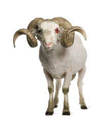 Portrait of shaved Arles Merino ram, 1 year old