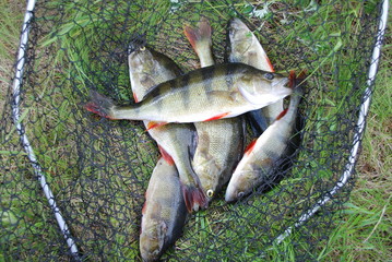 Flussbarsch (Perca fluviatilis)