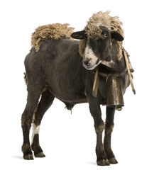 Crossbreed sheep wearing bell in front of white background