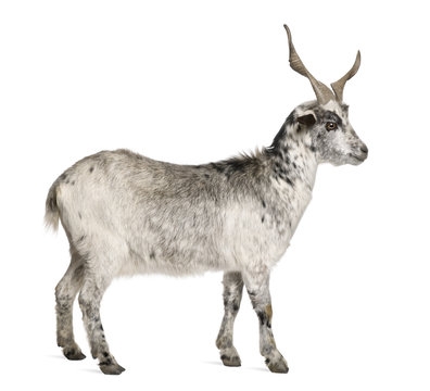 Rove goat, 5 years old, standing in front of white background