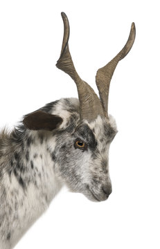 Close-up headshot of Rove goat, 6 years old