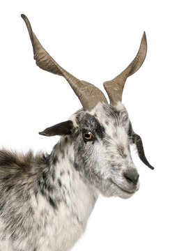 Close-up headshot of Rove goat, 6 years old