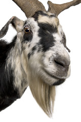 Obraz premium Close-up headshot of Rove goat, 5 years old