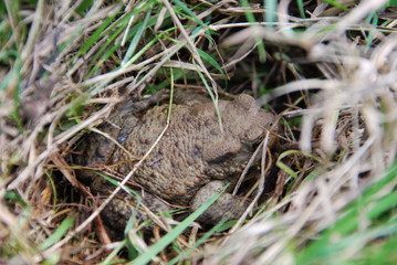 Kreuzkröte (Calamita )