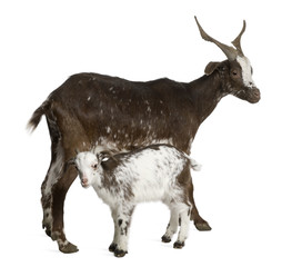 Female Rove goat with kid standing in front of white background © Eric Isselée