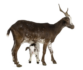 Female Rove goat with kid standing in front of white background