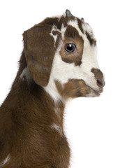 Close-up headshot Rove goat kid, 3 weeks old