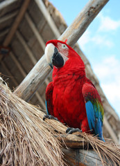The ara parrot