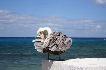 Pelican