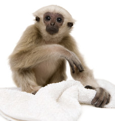 Obraz premium Young Pileated Gibbon, 4 months old