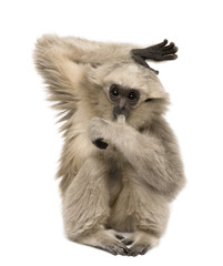 Fototapeta premium Young Pileated Gibbon, 4 months old