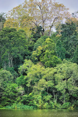 Fototapeta premium Thickets