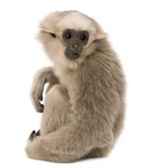 Naklejka premium Young Pileated Gibbon, 4 months old