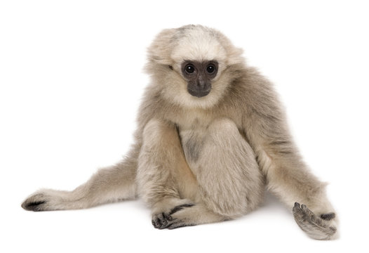 Young Pileated Gibbon, 4 months old