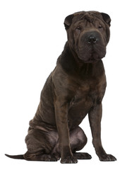 Shar Pei, 1 year old, sitting in front of white background