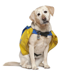 Portrait of Labrador, 4 years old, wearing bags