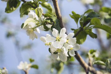 Blossoming apple tree brunch.