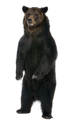 Fototapeta premium Female Brown Bear, 12 years old