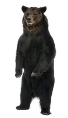 Rolgordijnen Female Brown Bear, 12 years old © Eric Isselée
