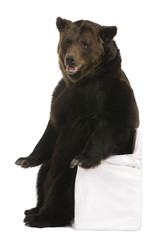 Fototapeta premium Female Brown Bear, 12 years old
