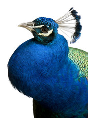 Close-up of Male Indian Peafowl in front of white background