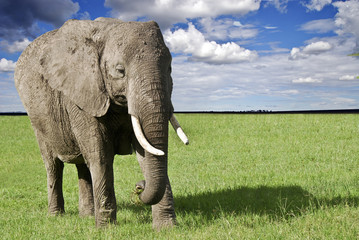elefante nel parco Masai Mara
