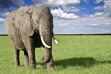 Cercles muraux Afrique du Sud elefante nel parco Masai Mara