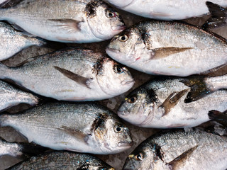 fresh silver sea breams at the local market