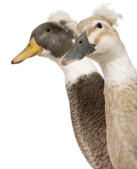 Close-up headshot of Male and Female Crested Ducks, 3 years old