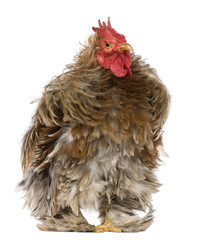 Curly feathered rooster Pekin, 1 years old